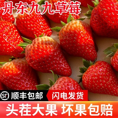 丹东99草莓生鲜水果新鲜红颜现摘应季九九草莓产地顺丰空运图5