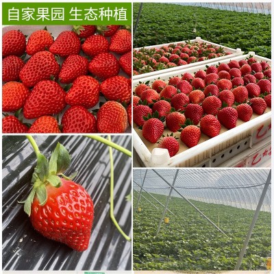 丹东99草莓生鲜水果新鲜红颜现摘应季九九草莓产地顺丰空运图3
