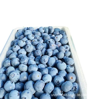 正宗丹东果香蓝莓新鲜孕妇水果蓝莓脆甜花香蓝莓现摘现发顺丰包邮