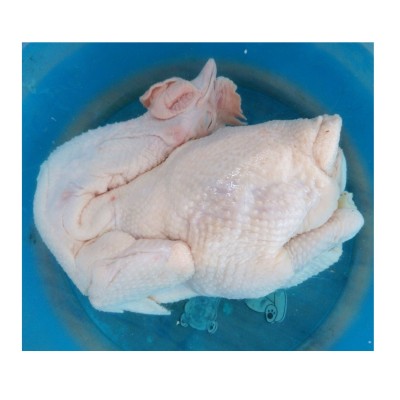 文昌鸡海南特产饲养120至130天现杀生鲜鸡肉整只鸡椰子鸡火锅食材图2