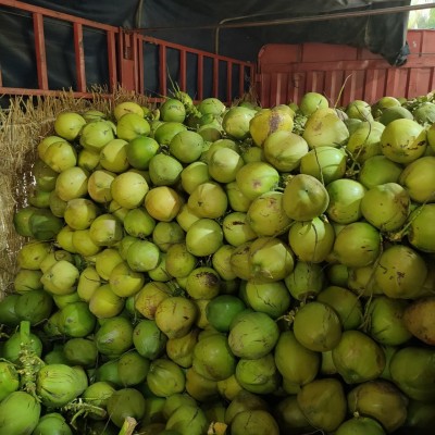 去皮椰青 9个装整箱特产水果健康饮品（包邮）