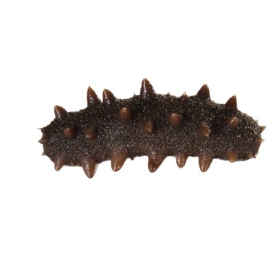 【国标即食】大连冷蒸即食海参批发辽参餐饮电商专供