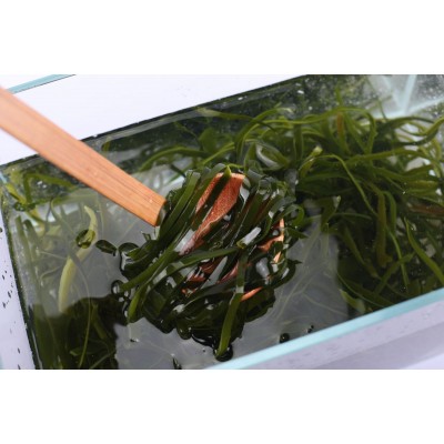 压缩烘干海带丝15g每片 高泡发 干净高品质 厂家直销