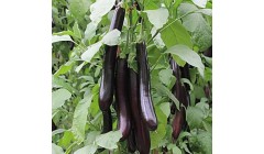 茄子科学施肥全攻略