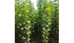 杨树食叶害虫防治新策略