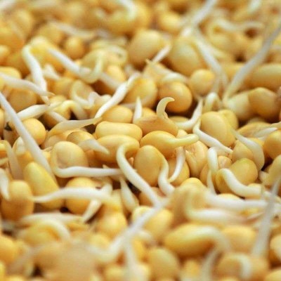 现货供应黄豆可做食品豆腐原料东北安徽大粒黄豆批发料理必备图4