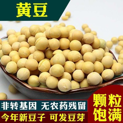 现货供应黄豆可做食品豆腐原料东北安徽大粒黄豆批发料理必备图5
