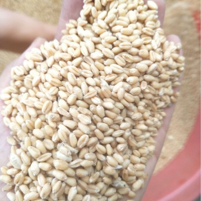 现货供应小麦五谷杂粮白麦子新麦子农家饲料小麦粒带皮小麦全麦图4