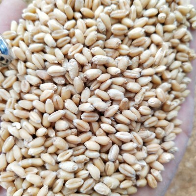 现货供应小麦五谷杂粮白麦子新麦子农家饲料小麦粒带皮小麦全麦图5