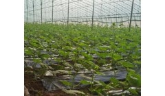 黄瓜移栽后苗期施肥管理要点