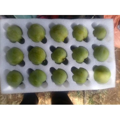 蜂糖李一手货源大量可批发 来电询价