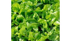 意大利生菜的种植方法和时间