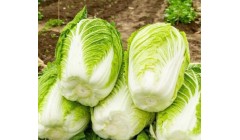 种植大白菜怎么促进大白菜长芯？