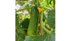 黄瓜种植施肥指南