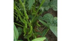 大豆种植防早衰攻略：科学施肥，筑牢高产根基