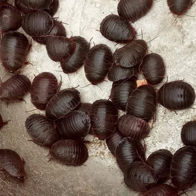 活土元活的活的土鳖虫子药材地鳖子鲜活野生繁殖颈肩腰腿活的虫图2