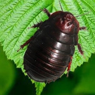活土元活的活的土鳖虫子药材地鳖子鲜活野生繁殖颈肩腰腿活的虫图3