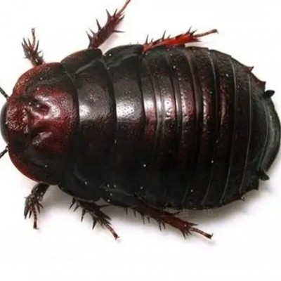 活土元活的活的土鳖虫子药材地鳖子鲜活野生繁殖颈肩腰腿活的虫