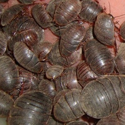 活土元活的活的土鳖虫子药材地鳖子鲜活野生繁殖颈肩腰腿活的虫图5
