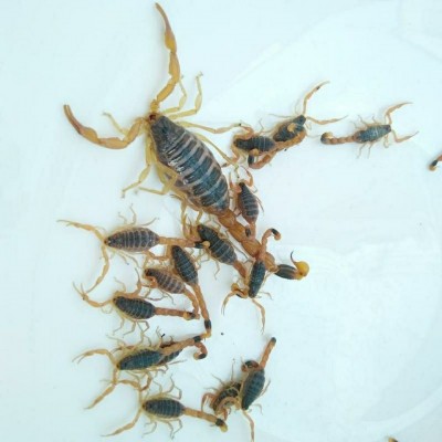 【沂蒙全蝎】活蝎子宠物泡酒蝎子活虫大毒山蝎东亚钳蝎苗图2