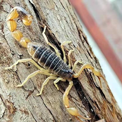 【沂蒙全蝎】活蝎子宠物泡酒蝎子活虫大毒山蝎东亚钳蝎苗图3