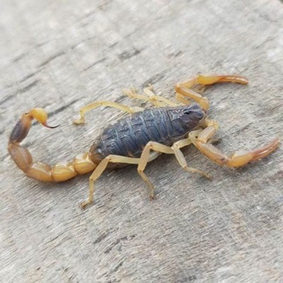 【沂蒙全蝎】活蝎子宠物泡酒蝎子活虫大毒山蝎东亚钳蝎苗图5