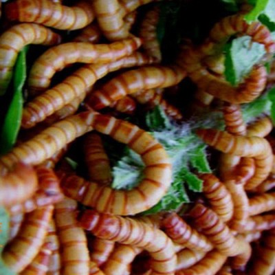 黄粉虫种虫卵养殖黄粉虫种苗鲜活面包虫虫卵活虫养殖宠物饲料活的图5