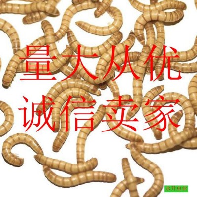 黄粉虫种虫卵养殖黄粉虫种苗鲜活面包虫虫卵活虫养殖宠物饲料活的