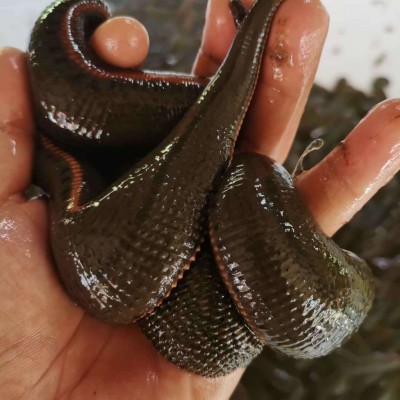 水蛭养殖养殖水蛭水蛭养殖种苗金线水蛭菲牛蛭蚂蟥图5