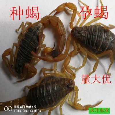水蛭养殖养殖水蛭水蛭养殖种苗金线水蛭菲牛蛭蚂蟥图4