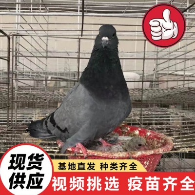 大量供应活体肉鸽 白羽王种鸽 美国落地王鸽 元宝鸽 青年鸽价格图4