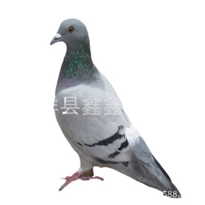 大量供应活体肉鸽 白羽王种鸽 美国落地王鸽 元宝鸽 青年鸽价格