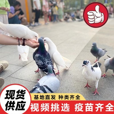 大量供应活体肉鸽 白羽王种鸽 美国落地王鸽 元宝鸽 青年鸽价格图2