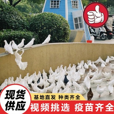 大量供应活体肉鸽 白羽王种鸽 美国落地王鸽 元宝鸽 青年鸽价格图3