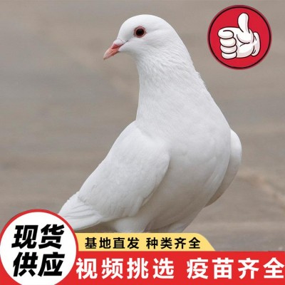 大量供应活体肉鸽 白羽王种鸽 美国落地王鸽 元宝鸽 青年鸽价格图5