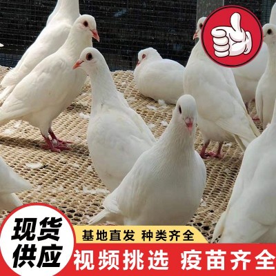 批发出售种鸽肉鸽白条 三个月的白羽王价格 下蛋的种鸽价格图4