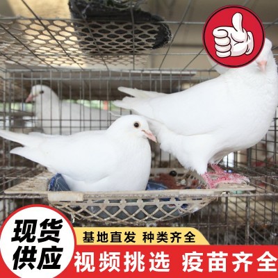 批发出售种鸽肉鸽白条 三个月的白羽王价格 下蛋的种鸽价格图2