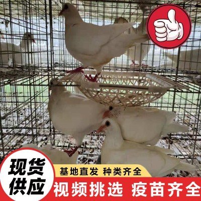 批发出售种鸽肉鸽白条 三个月的白羽王价格 下蛋的种鸽价格图3