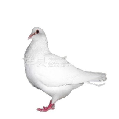 种鸽活体出售 散养鸽子家养宠物观赏鸽 美国落地王鸽纯种灰王鸽
