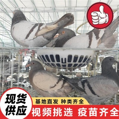 种鸽活体出售 散养鸽子家养宠物观赏鸽 美国落地王鸽纯种灰王鸽图4