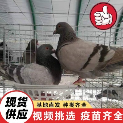种鸽活体出售 散养鸽子家养宠物观赏鸽 美国落地王鸽纯种灰王鸽图2