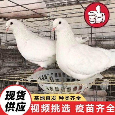 种鸽活体出售 散养鸽子家养宠物观赏鸽 美国落地王鸽纯种灰王鸽图3