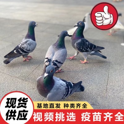 种鸽活体出售 散养鸽子家养宠物观赏鸽 美国落地王鸽纯种灰王鸽图5