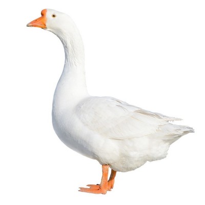 三个月以的鹅苗出售批发法国朗德鹅哪里有养殖的大三花价格特种