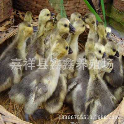 三个月以的鹅苗出售批发法国朗德鹅哪里有养殖的大三花价格特种图2