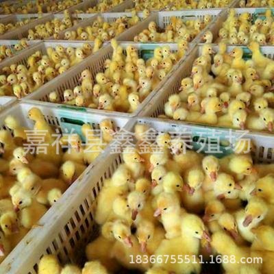 三个月以的鹅苗出售批发法国朗德鹅哪里有养殖的大三花价格特种图3