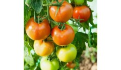 种植西红柿光开花不结果是什么原因