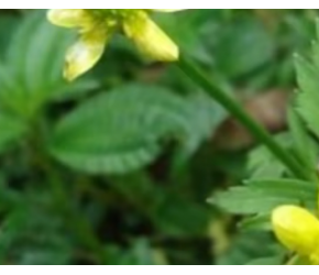 中药材-猫爪草的超高产备播技术