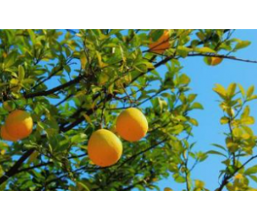 为什么柚子树冬季要剪头？#柚子树的修剪