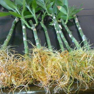 1克萘乙酸NAA生根剂扦插专用移植生根剂含量99%强效生根粉图2